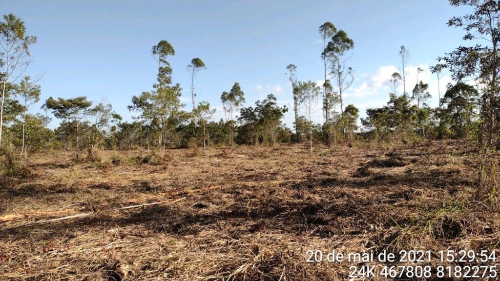 Projeto de Reposição Florestal do LT 500 KV SAPEAÇU (19)